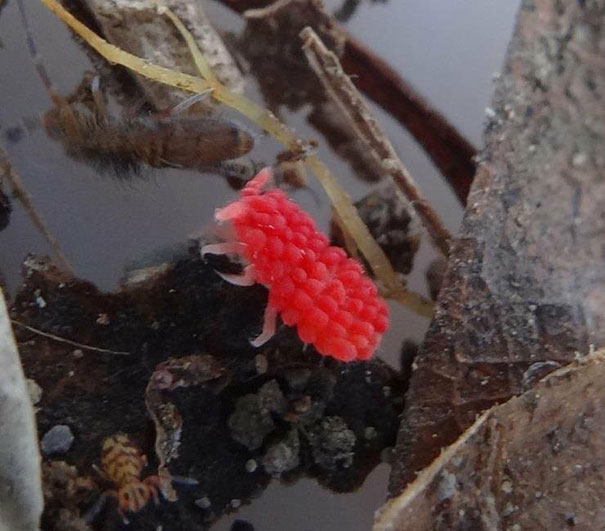 22 fois où des choses non comestibles ressemblaient à de la nourriture délicieuse (nouvelles images)