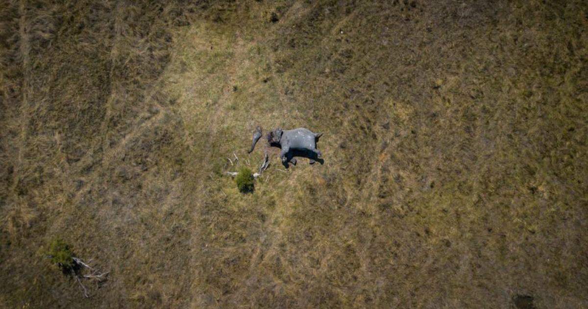 Une photo choquante montre un éléphant mutilé dont les défenses et la trompe ont été coupées par des braconniers