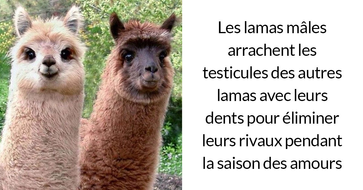 24 faits fascinants sur les animaux qu’on aurait dû apprendre en biologie