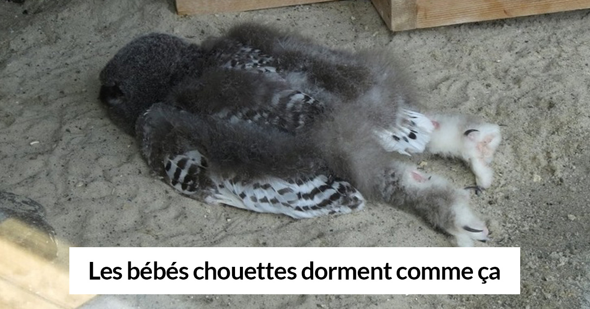 https://www.ipnoze.com/wordpress/wp-content/uploads/2019/07/faits-sur-les-animaux.jpg