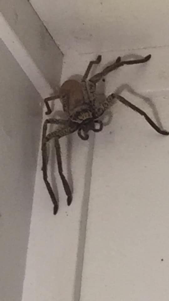Une femme terrifiée trouve une araignée géante dans sa maison