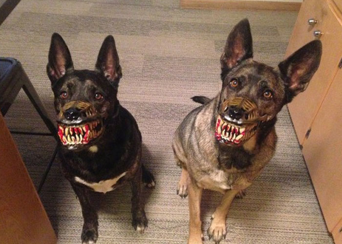 Des gens partagent des photos de leur chien avec cette