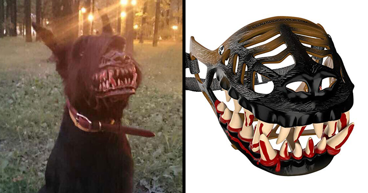 Des Gens Partagent Des Photos De Leur Chien Avec Cette