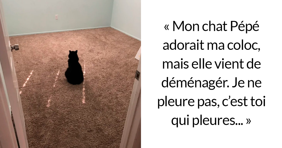 22 photos de chats avec des messages sympas qui vont égayer ta journée