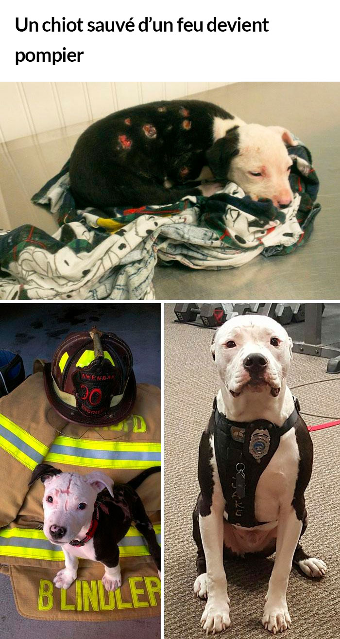 23 photos de chiens avec des messages sympas qui vont égayer ta journée (nouvelles images)