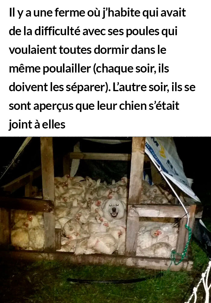 23 photos de chiens avec des messages sympas qui vont égayer ta journée (nouvelles images)