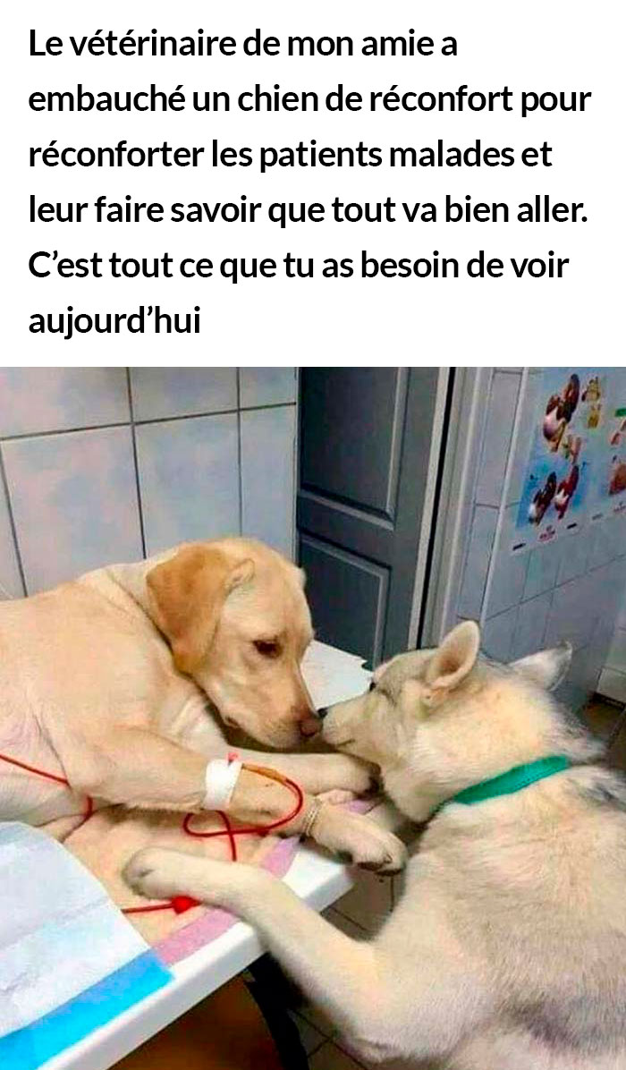 23 photos de chiens avec des messages sympas qui vont égayer ta journée (nouvelles images)