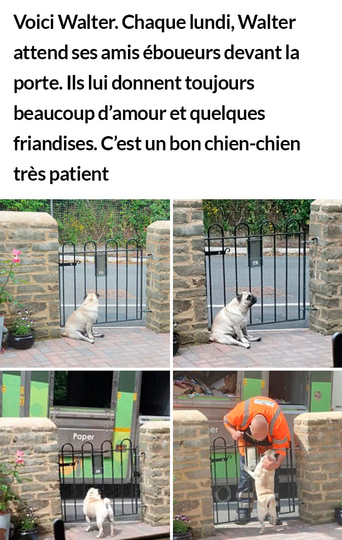 23 photos de chiens avec des messages sympas qui vont égayer ta journée (nouvelles images)