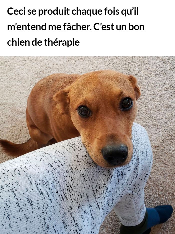 23 photos de chiens avec des messages sympas qui vont égayer ta journée (nouvelles images)