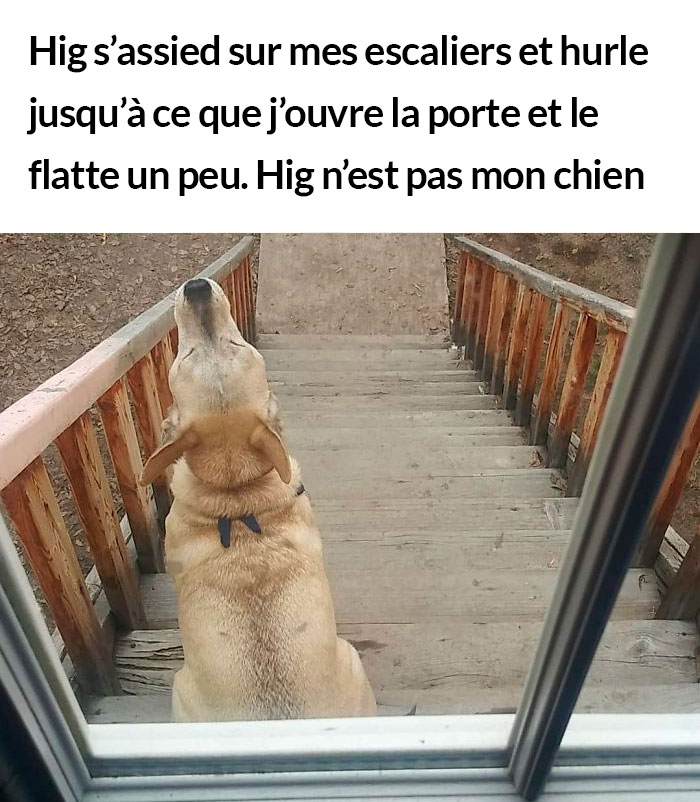 23 photos de chiens avec des messages sympas qui vont égayer ta journée (nouvelles images)