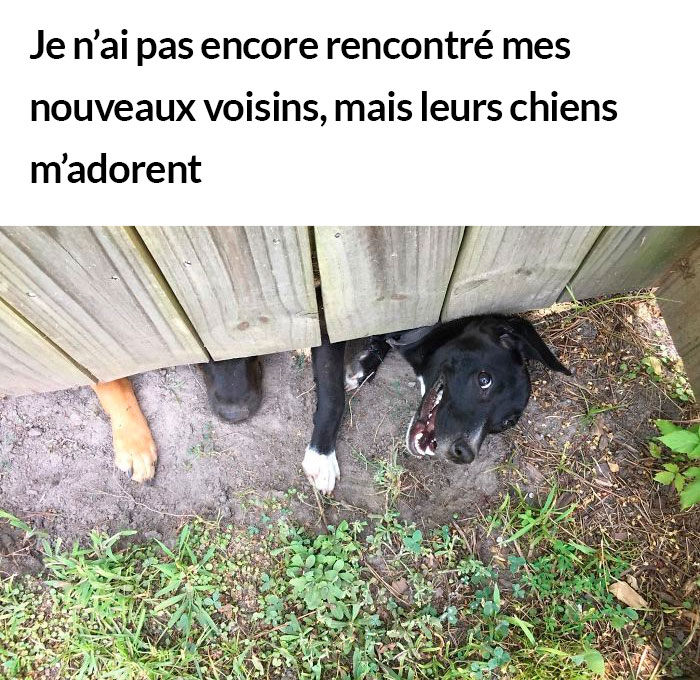 23 photos de chiens avec des messages sympas qui vont égayer ta journée (nouvelles images)