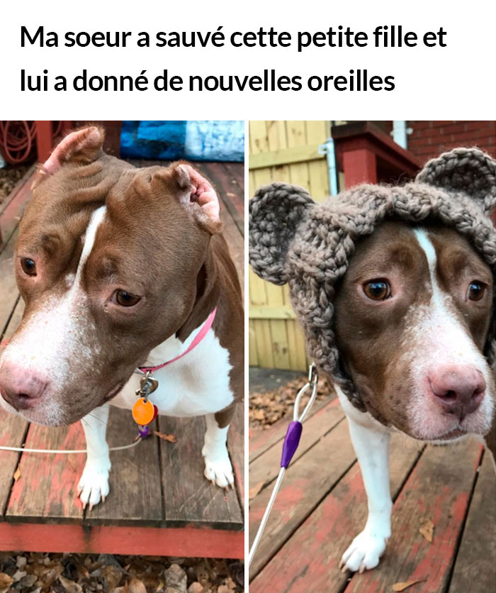 23 photos de chiens avec des messages sympas qui vont égayer ta journée (nouvelles images)