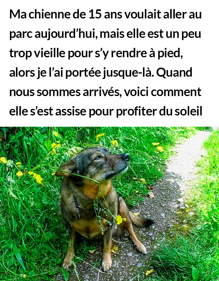 23 photos de chiens avec des messages sympas qui vont égayer ta journée (nouvelles images)