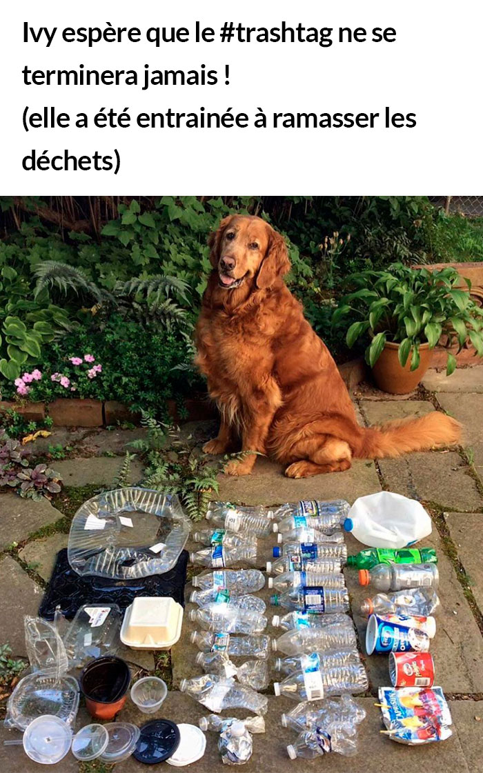 23 photos de chiens avec des messages sympas qui vont égayer ta journée (nouvelles images)