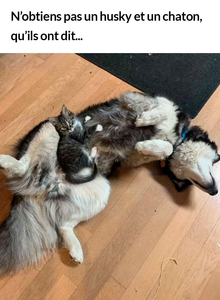 23 photos de chiens avec des messages sympas qui vont égayer ta journée (nouvelles images)