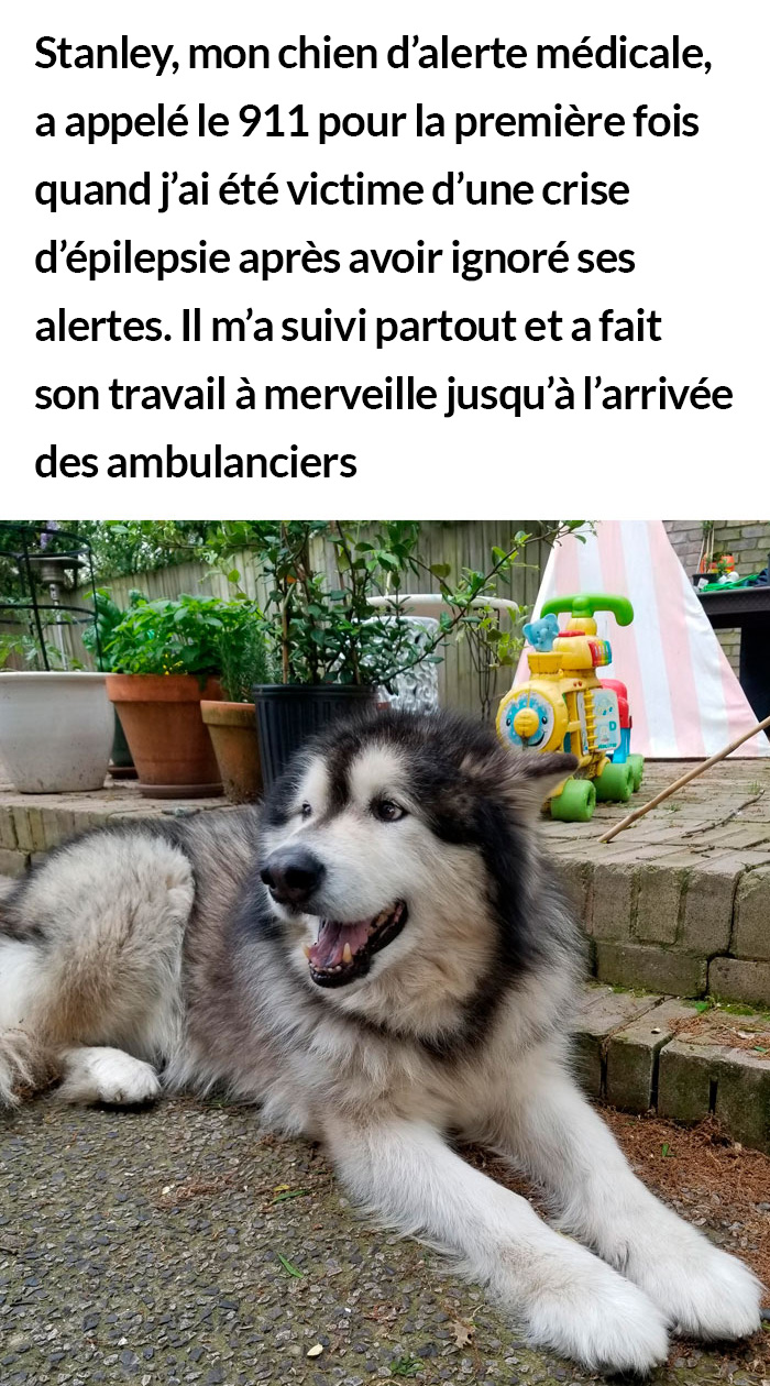 23 photos de chiens avec des messages sympas qui vont égayer ta journée (nouvelles images)