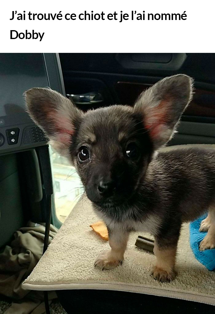 23 photos de chiens avec des messages sympas qui vont égayer ta journée (nouvelles images)