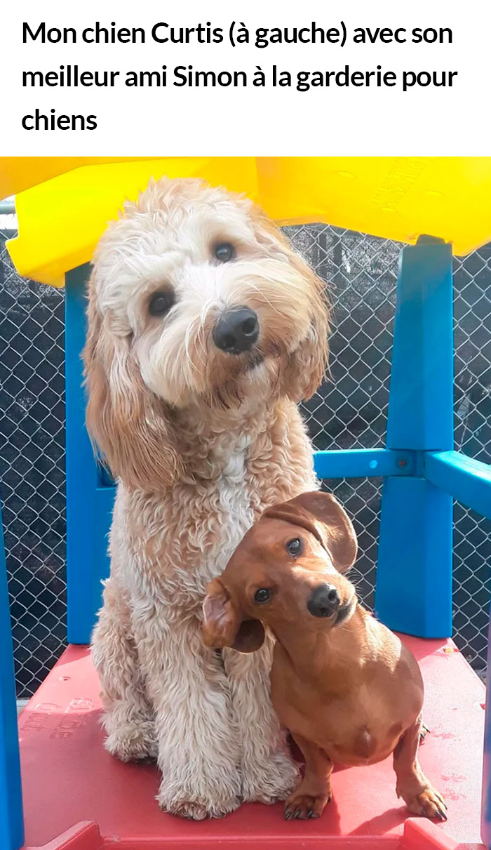 23 photos de chiens avec des messages sympas qui vont égayer ta journée (nouvelles images)