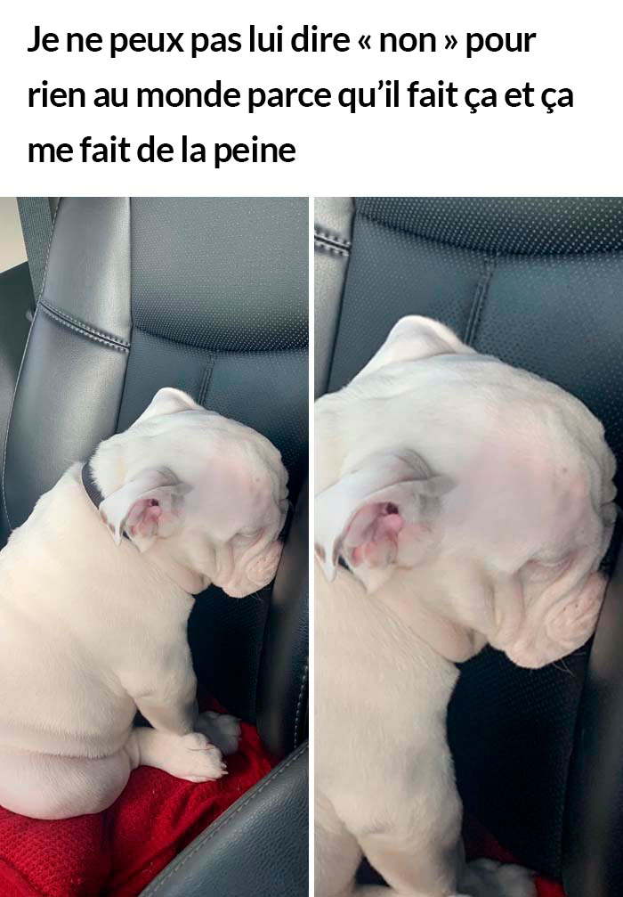 23 photos de chiens avec des messages sympas qui vont égayer ta journée (nouvelles images)