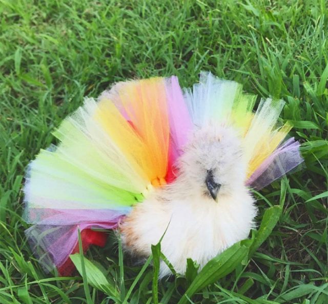 Les poulets en tutu envahissent Internet et ils sont ravissants (24 images) - ipnoze
