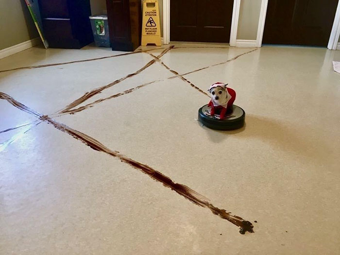 Le Roomba d’un homme a roulé dans du caca de chien et a sali toute sa maison