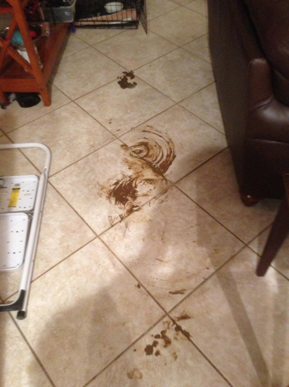 Le Roomba d’un homme a roulé dans du caca de chien et a sali toute sa maison