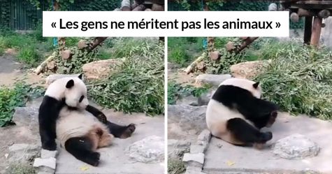 Des touristes ont lancé des pierres à un panda parce qu’il « dormait »