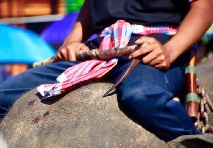 Les touristes sont invités à ne pas monter les éléphants en Thaïlande alors que des photos horribles ont émergé