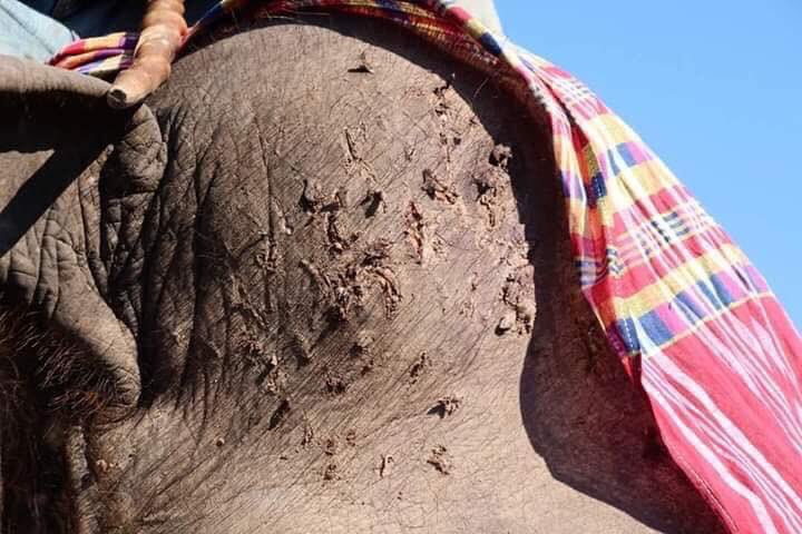 Les touristes sont invités à ne pas monter les éléphants en Thaïlande alors que des photos horribles ont émergé