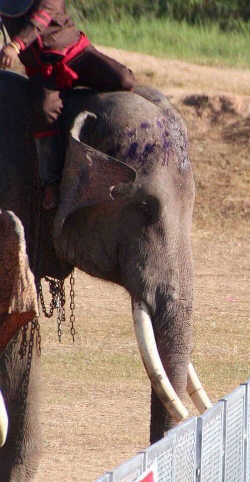 Les touristes sont invités à ne pas monter les éléphants en Thaïlande alors que des photos horribles ont émergé