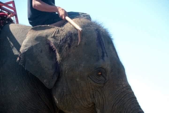 Les touristes sont invités à ne pas monter les éléphants en Thaïlande alors que des photos horribles ont émergé