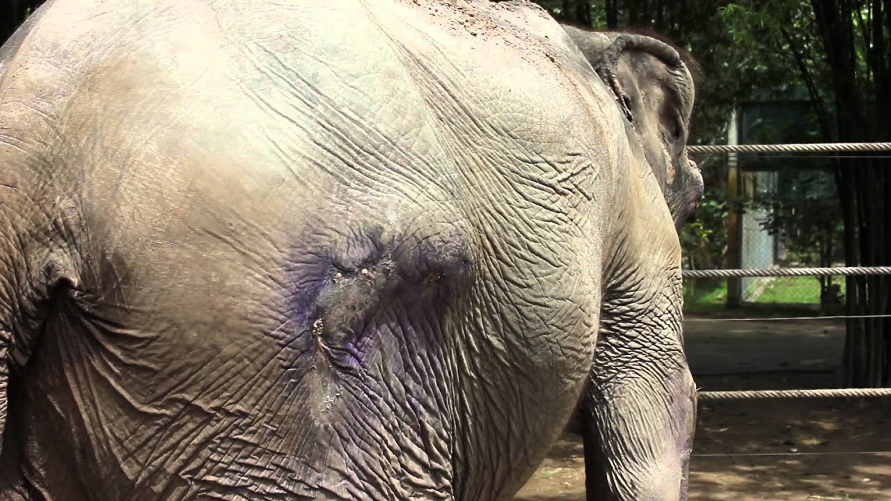 Les touristes sont invités à ne pas monter les éléphants en Thaïlande alors que des photos horribles ont émergé