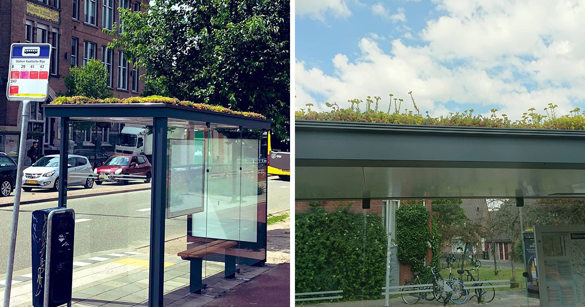 Les Pays-Bas ont transformé 316 arrêts de bus en arrêts pour les abeilles