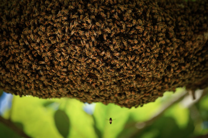 500 millions d’abeilles sont mortes en trois mois au Brésil et l’avenir de notre alimentation est remis en question