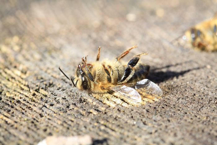 500 millions d’abeilles sont mortes en trois mois au Brésil et l’avenir de notre alimentation est remis en question