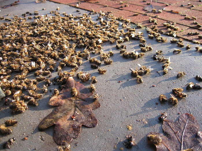 500 millions d’abeilles sont mortes en trois mois au Brésil et l’avenir de notre alimentation est remis en question