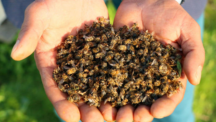 500 millions d’abeilles sont mortes en trois mois au Brésil et l’avenir de notre alimentation est remis en question