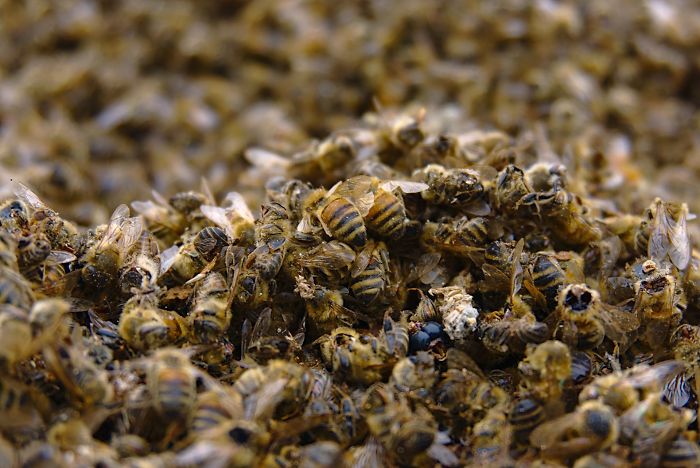 500 millions d’abeilles sont mortes en trois mois au Brésil et l’avenir de notre alimentation est remis en question