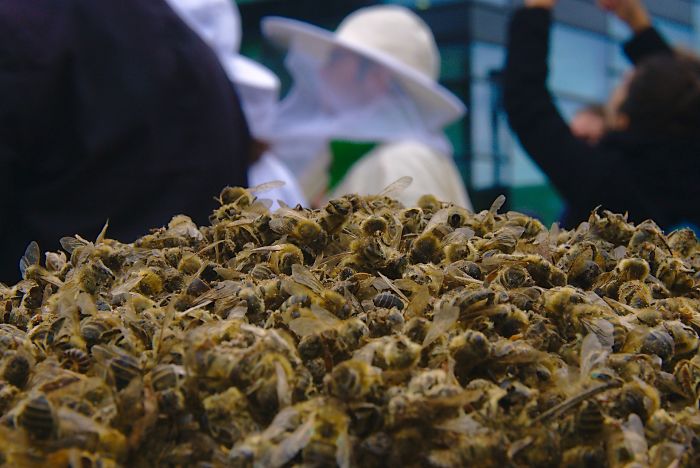 500 millions d’abeilles sont mortes en trois mois au Brésil et l’avenir de notre alimentation est remis en question