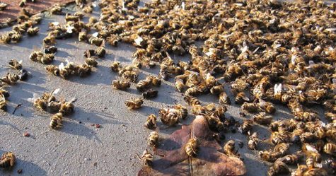 500 millions d’abeilles sont mortes en trois mois au Brésil et l’avenir de notre alimentation est remis en question