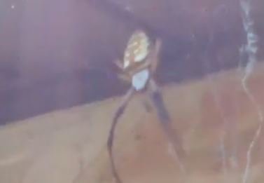 Des photos terrifiantes montrent une araignée ayant capturé une énorme chauve-souris dans sa toile