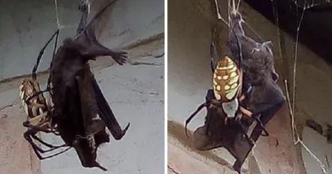 Des photos terrifiantes montrent une araignée ayant capturé une énorme chauve-souris dans sa toile