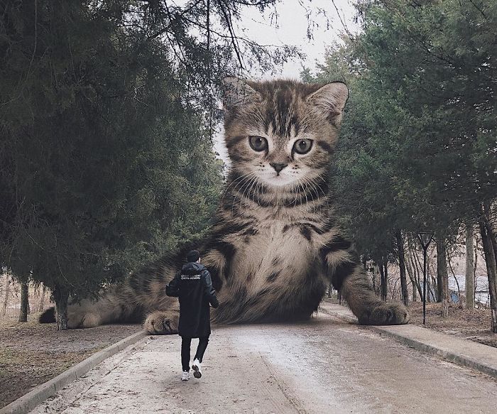 33 images qui montrent à quoi ressemblerait la Terre si les chats étaient énormes