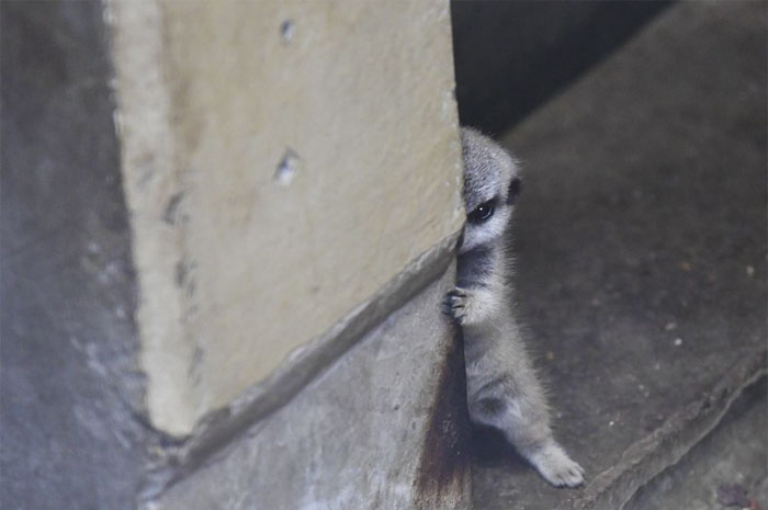 Ce photographe a pris 22 photos d’un bébé suricate timide et sa famille