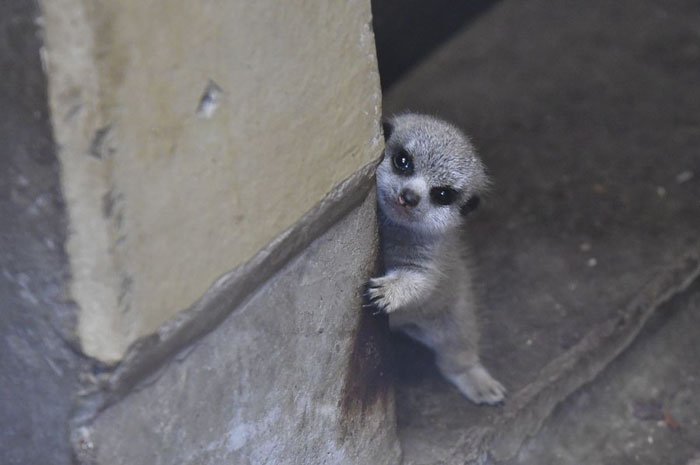 Ce photographe a pris 22 photos d’un bébé suricate timide et sa famille