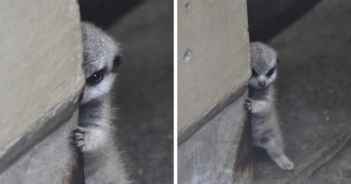 Ce Photographe A Pris 22 Photos D Un Bebe Suricate Timide Et Sa Famille Ipnoze Ce Photographe A Pris 22 Photos D Un Bebe Suricate Timide Et Sa Famille Ipnoze