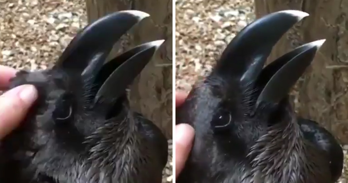 Illusion D Optique Chat Corbeau