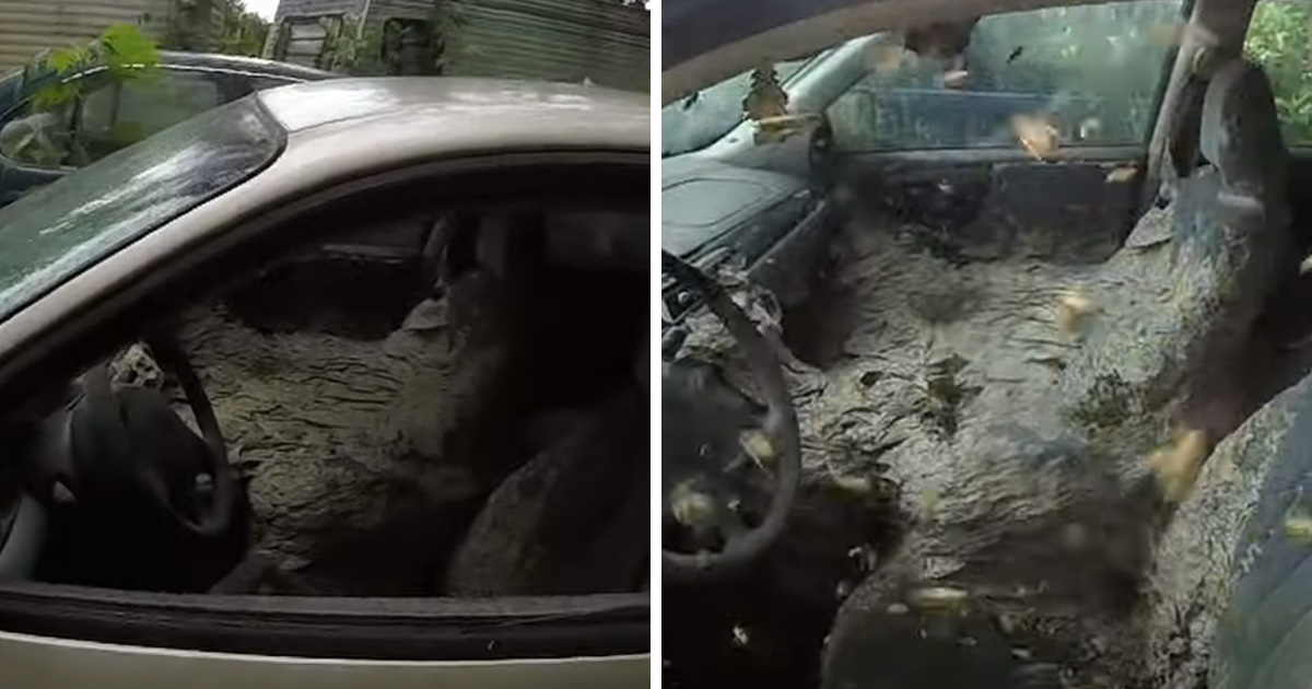 Ce gars a trouvé un énorme nid de guêpes à l’intérieur d’une voiture abandonnée
