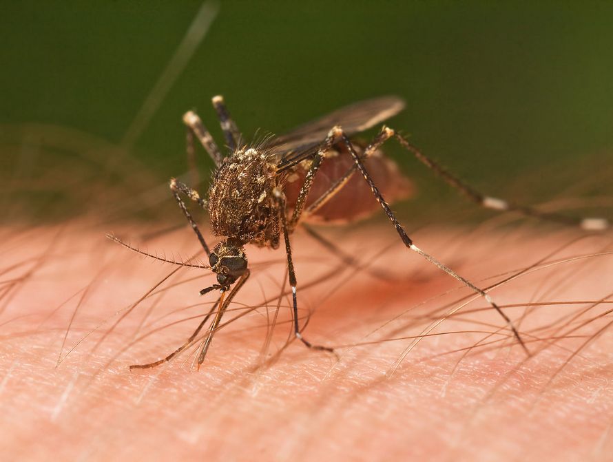 Un défenseur des animaux exhorte les gens à laisser les moustiques boire leur sang