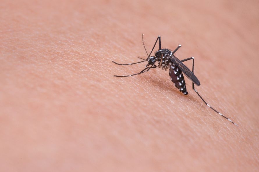 Un défenseur des animaux exhorte les gens à laisser les moustiques boire leur sang